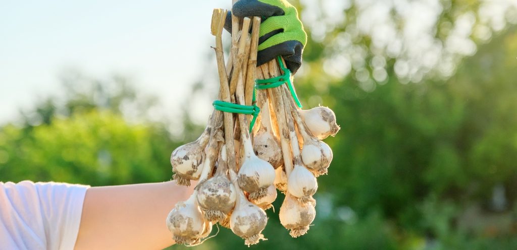 الثوم الذكر