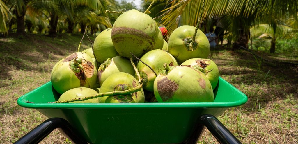 جوز الهند الأخضر والطازج