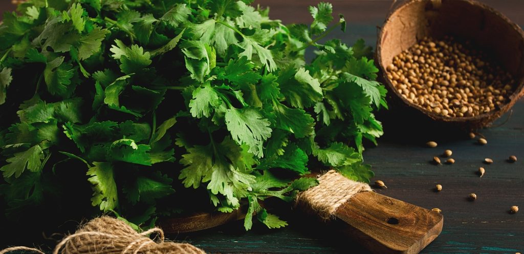 الكزبرة الطازجة