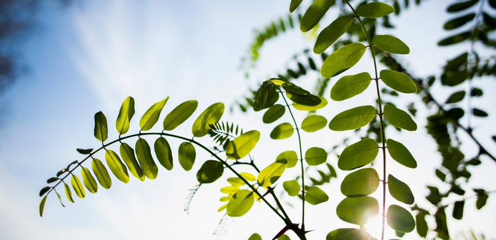 شجرة المورينجا