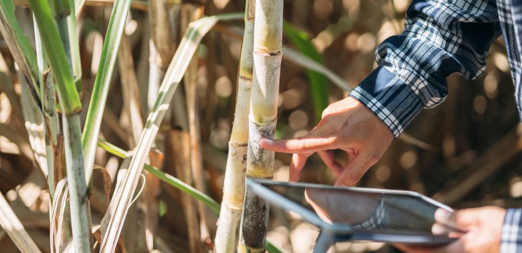 طريقة زراعة قصب السكر