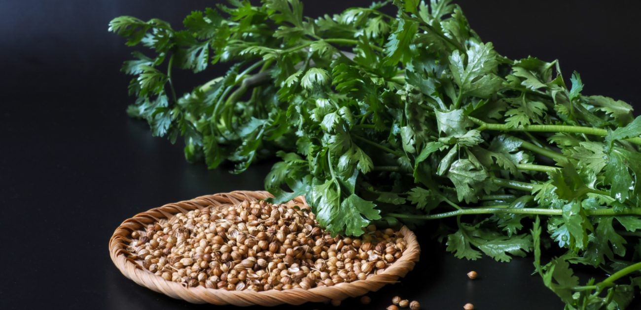 فوائد الكزبرة للسكري عديدة.. أبرزها التحكم في إفراز الأنسولين