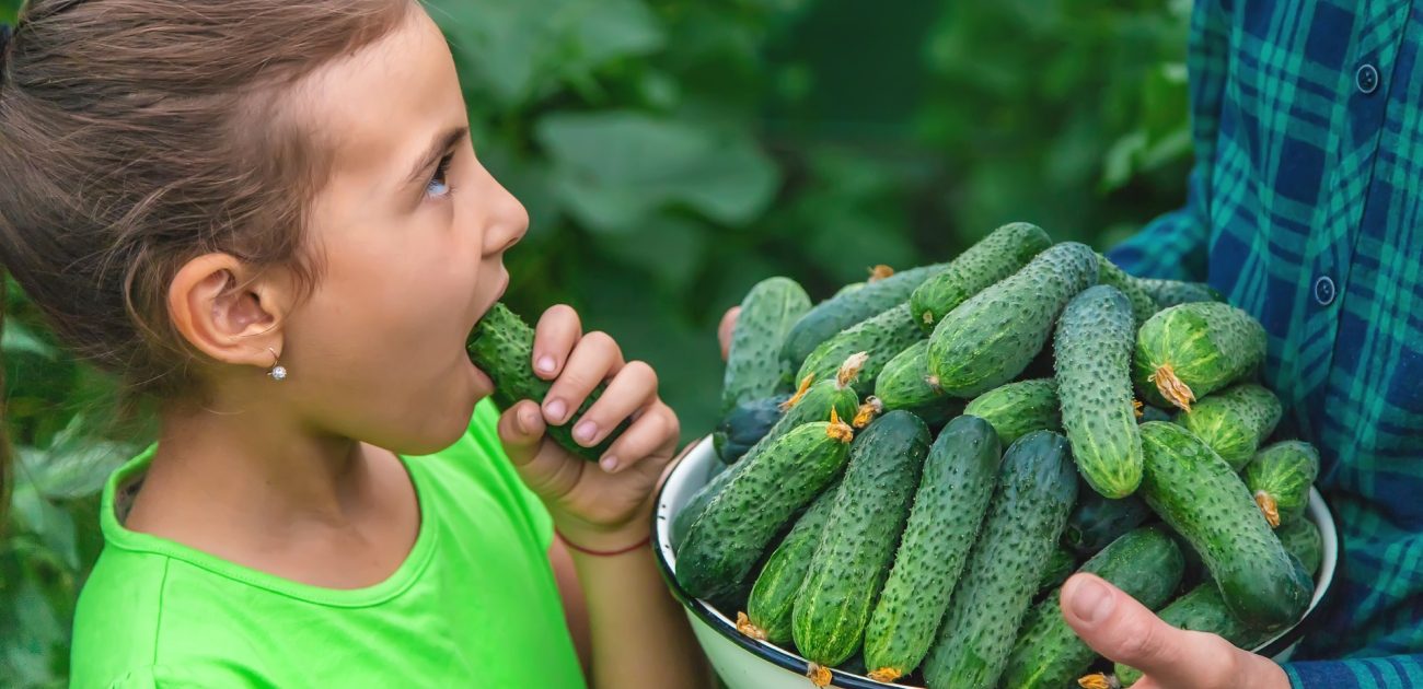 الخيار من الأطعمة المفيدة غذائيًا وجماليًا