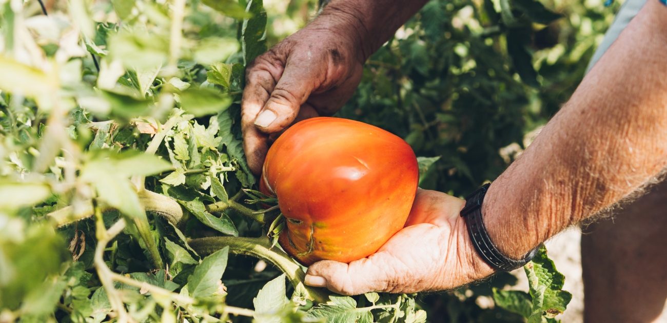الطماطم من الخضار المفيدة غذائيًا وجماليًا
