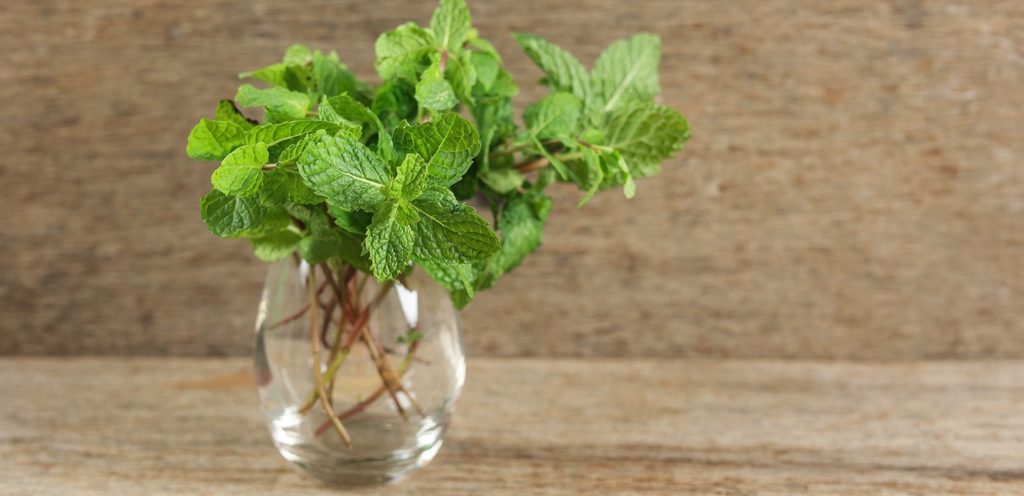 النعناع الأخضر الطازج