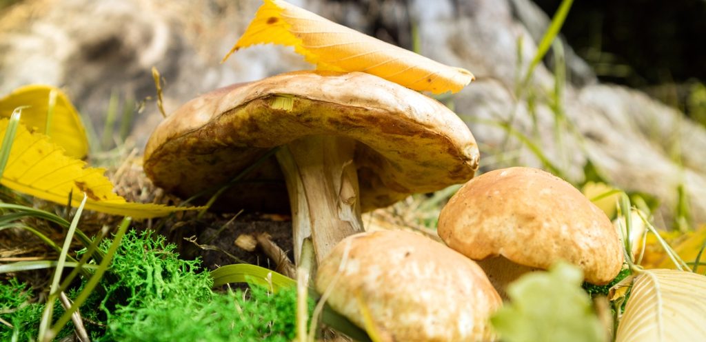 لا تأكلوا الفطر من أماكن غير موثوقة