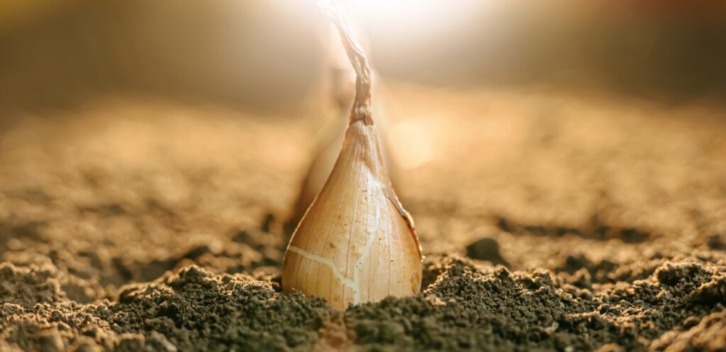 البصل في المنام بين الخير والشر