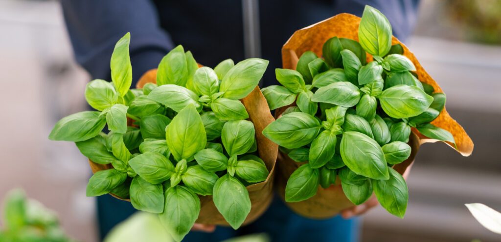 أساس النكهة