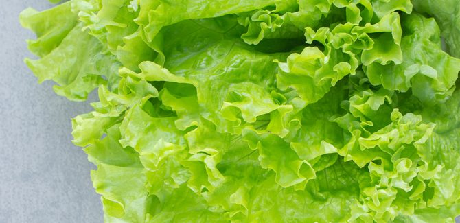 ننظف أوراق الخس