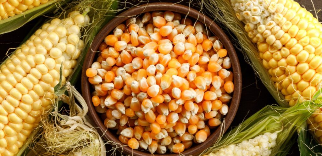 حبوب الذرة الغنية بالطاقة