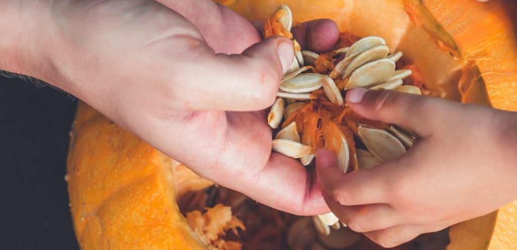 استخراج البذور