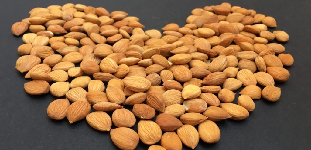 اللب الموجود داخل بذور المشمش