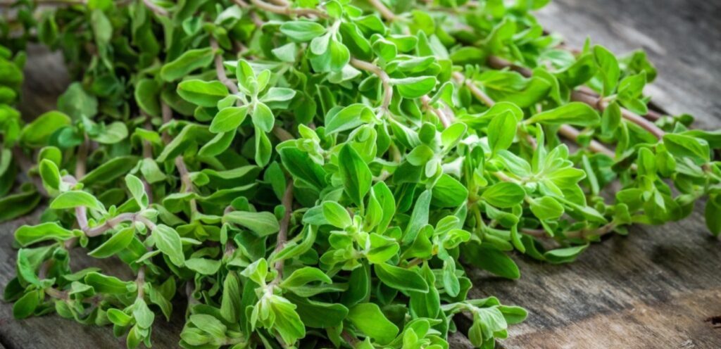 هل الأوريجانو هو البردقوش؟ ما الفرق بين كلا النوعين