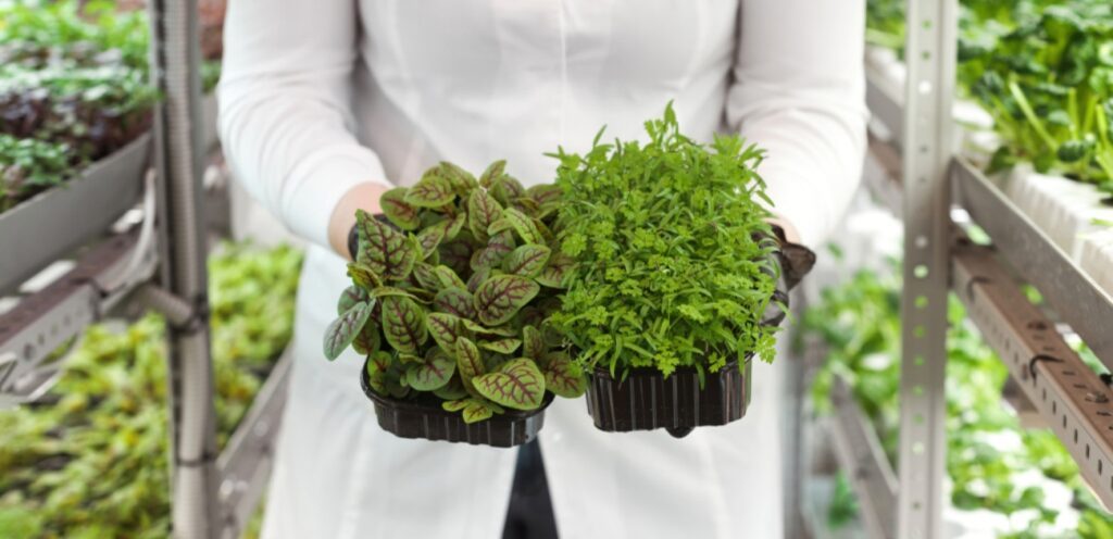 هل الأوريجانو هو البردقوش؟ ما الفرق بين كلا النوعين