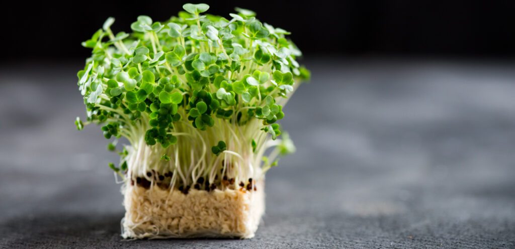 فوائد صحية كثيرة