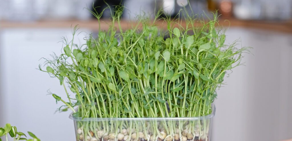 أدخلوه في نظامكم الغذائي