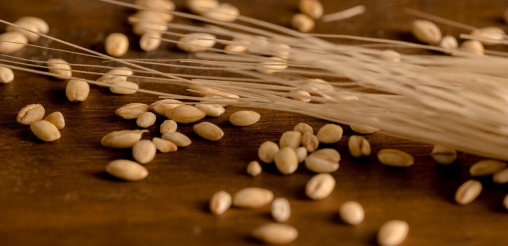 حبوب الشعير الصحية