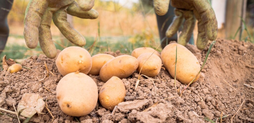 حصاد البطاطس