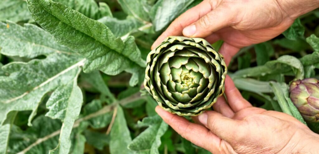 كيف يؤكل الخرشوف؟ طرق عديدة للاستمتاع بكل قضمة