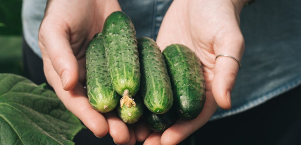 هل يفيد تناول الخيار في الليل؟ إليكم الإجابة