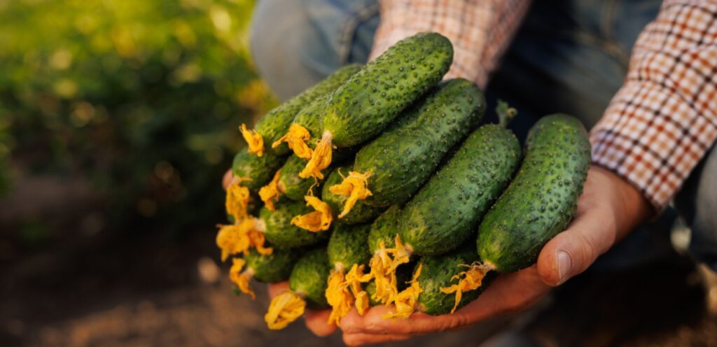 هل الخيار يسبب غازات؟ تعرفوا على الإجابة