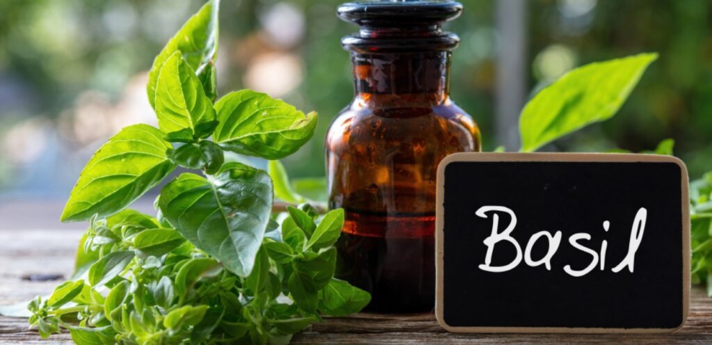 هل الحبق هو الريحان؟ إليكم التفاصيل كاملة