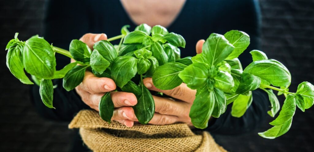 هل الحبق هو الريحان؟ إليكم التفاصيل كاملة