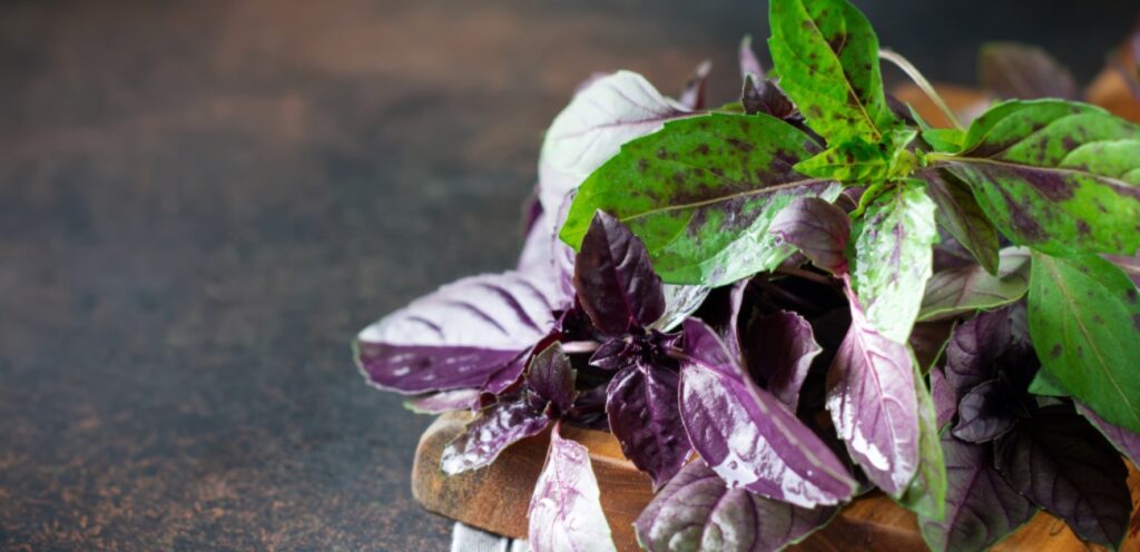 هل الحبق هو الريحان؟ إليكم التفاصيل كاملة