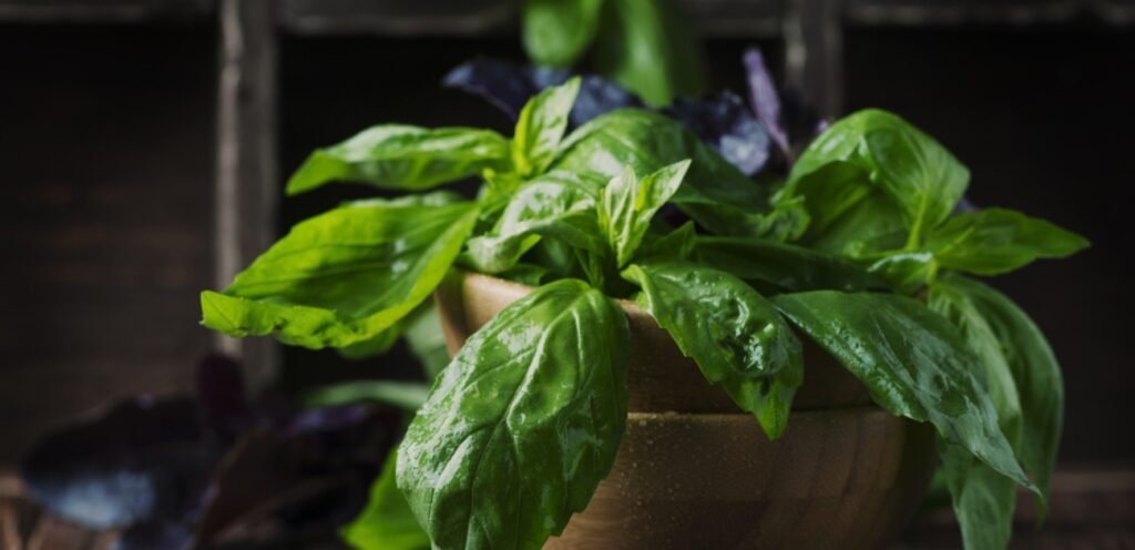 هل الحبق هو الريحان؟ إليكم التفاصيل كاملة