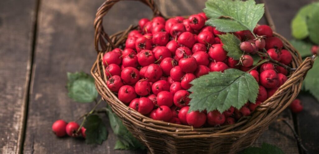 عشبة الزعرور: طريقة استعمالها وأهم منافعها التي قد لا تعلمونها!