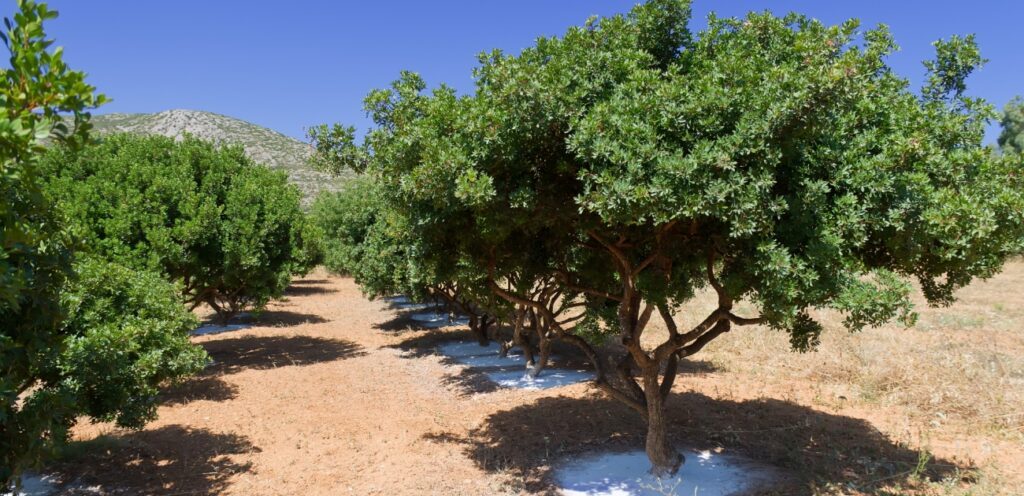 شجرة المستكة