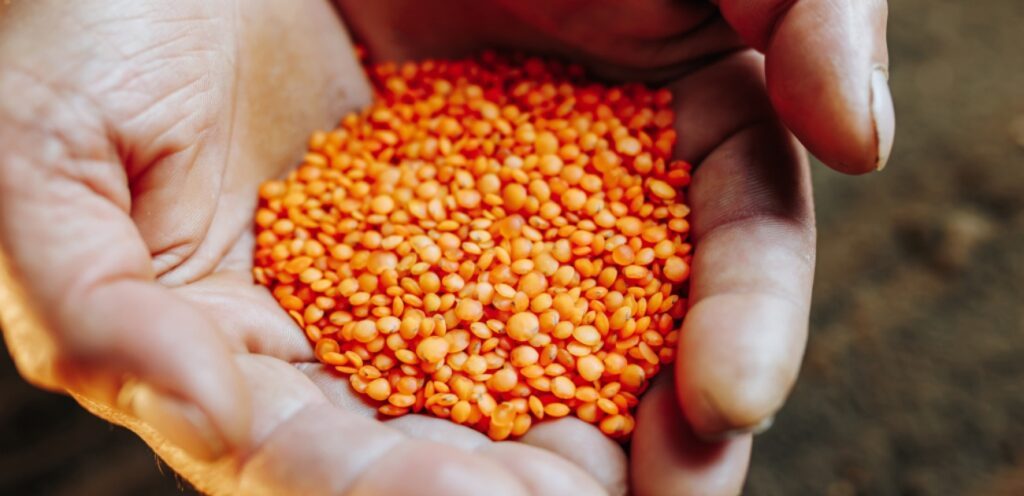 هل العدس من البقوليات؟ تعرفوا على سر هذا الغذاء الرائع