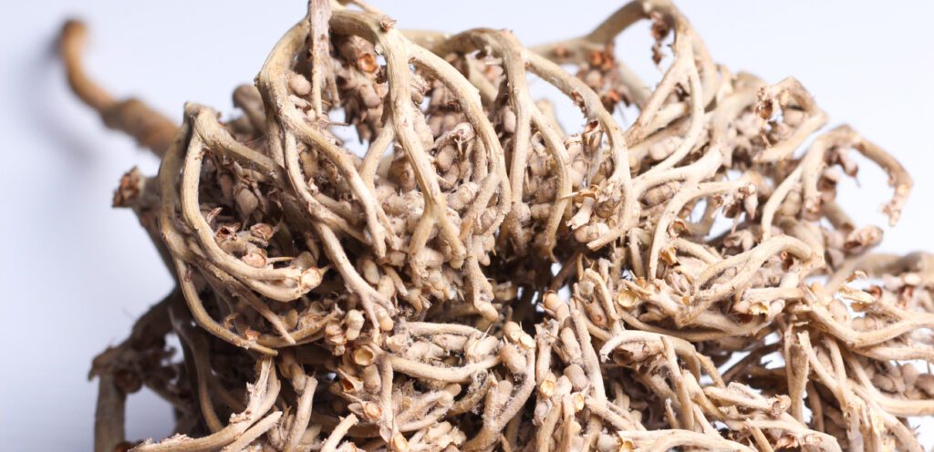 تستخدم في الطب التقليدي