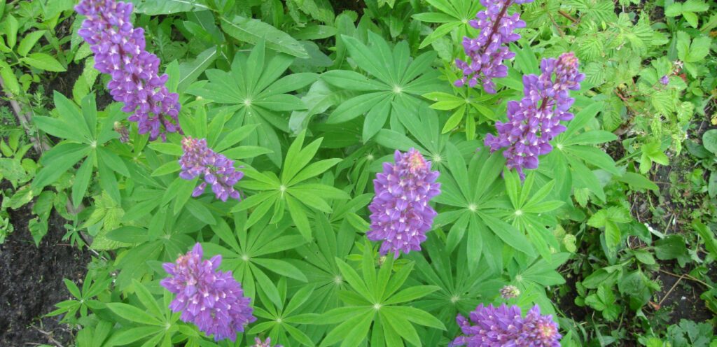 وصفات طبيعية