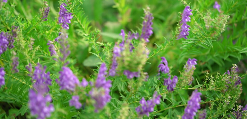 أعشاب صحيّة