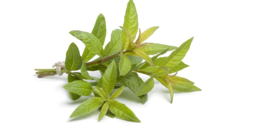 هل تعلمون ماذا يحدث لجسمكم عند إدخال عشبة اللويزة إلى نظامكم اليومي؟