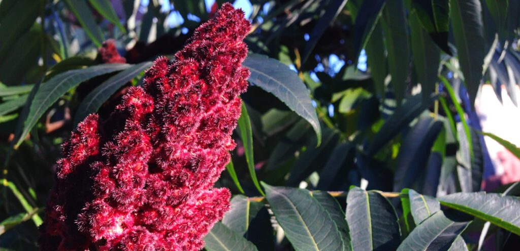 من أشهر أنواع التوابل