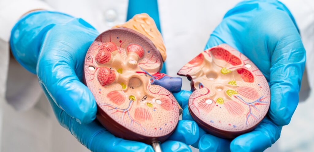 من الضروري المحافظة على صحة الكلى