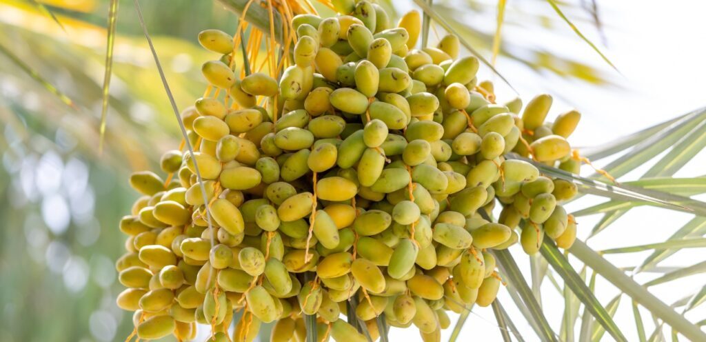 البلح غني بالفوائد الغذائية