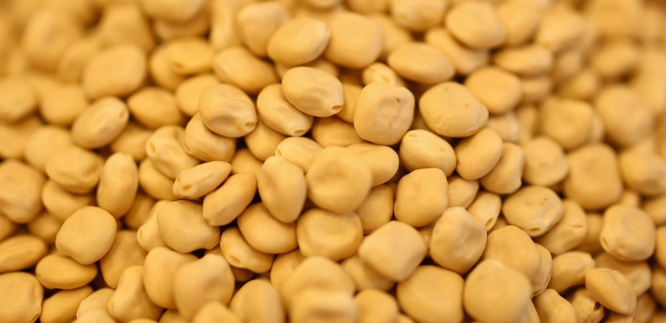 الترمس 