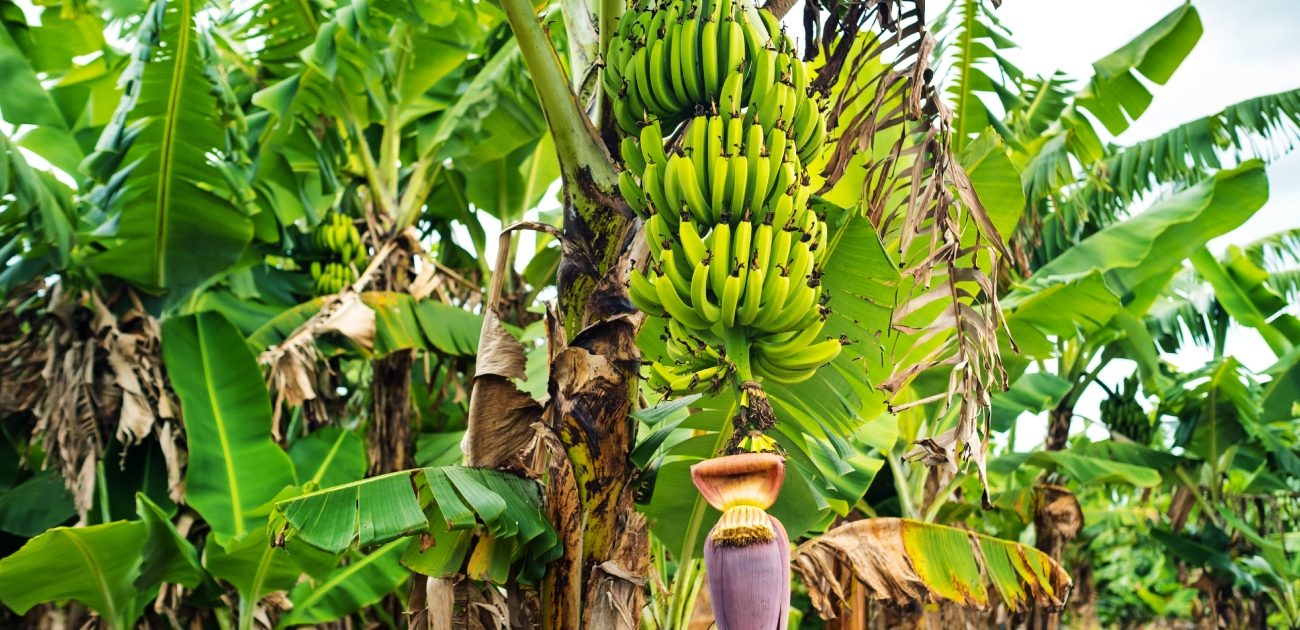 الموز غني بالفوائد الصحية