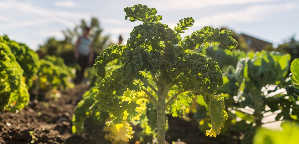 طريقة زراعة الكرنب الأجعد