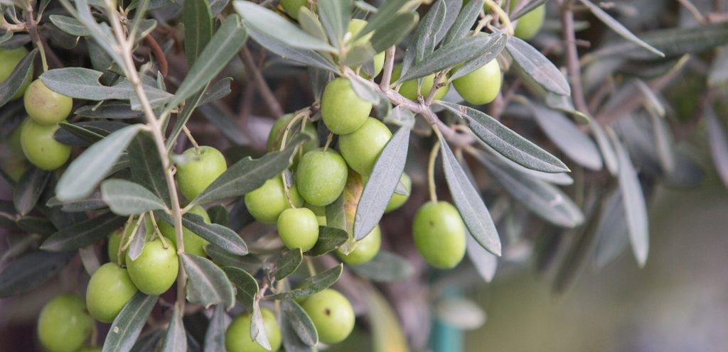 شجرة الزيتون المباركة