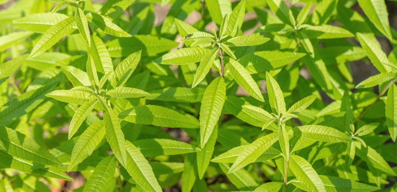 عشبة اللويزة: نبات عطري يمنح الجسم العديد من المنافع الصحية!