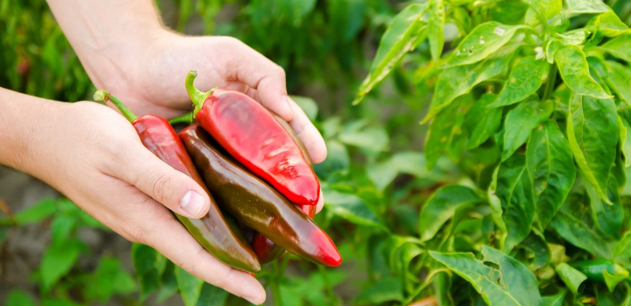 يمكنكم زراعة الفلفل الحار في حديقة المنزل
