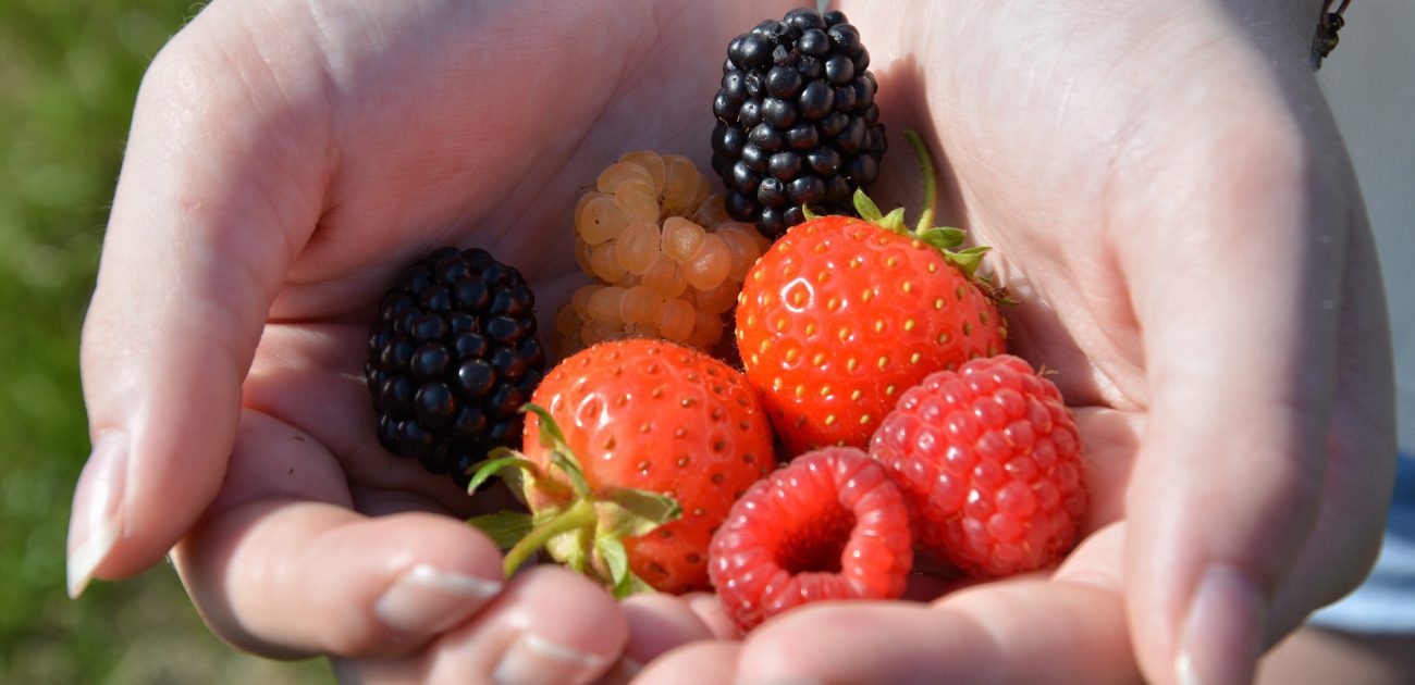 نظام غذائي متوازن