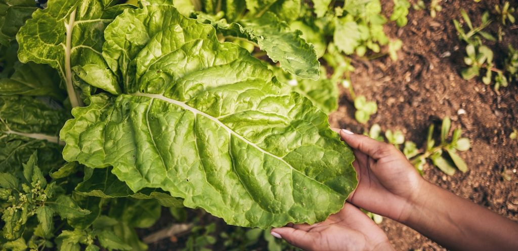 السلق كنز طبيعي للصحة والطاقة