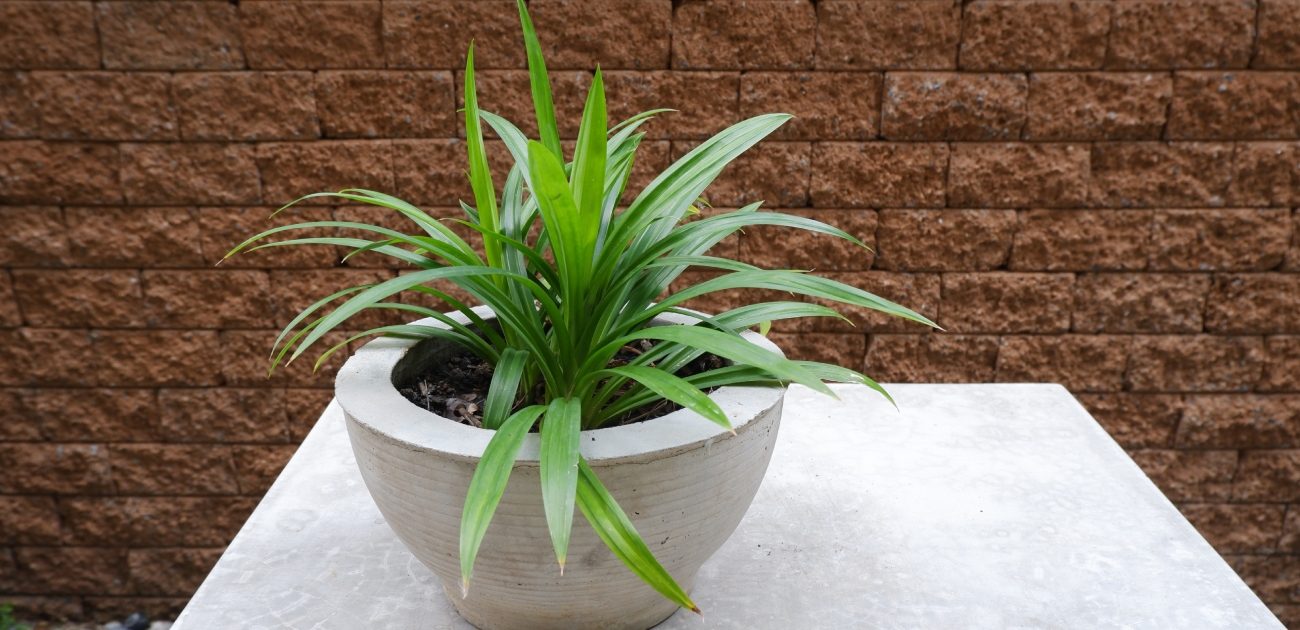 استخدامات ماء الكادي للطبخ.. وفوائده الجمالية والصحية!