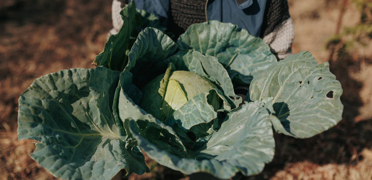 محاصيل زراعية مميزة