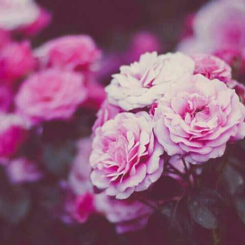 Dima
